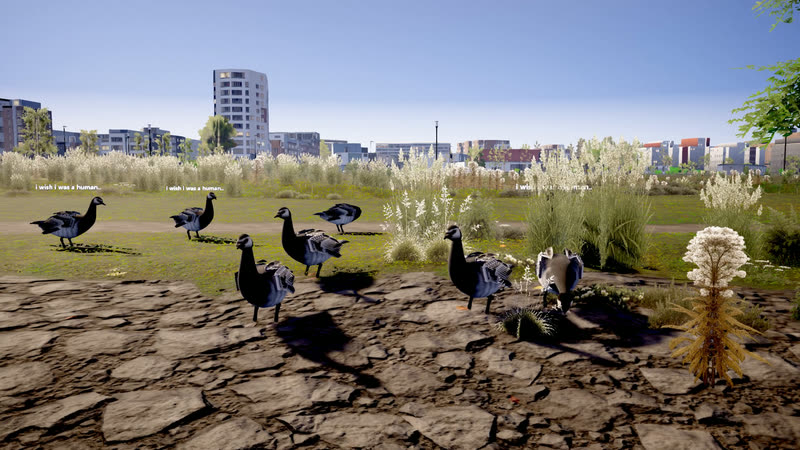 Geese on the Arabianranta shore saying: i wish i was a human